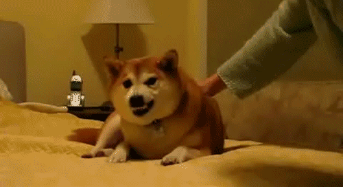 http://reho.st/gif/cb5e6ae7971c75474fdc28a095e9c89833bcc18b.gif