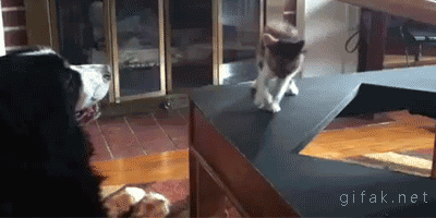 http://reho.st/gif/cdadbf3b9c820f2161c41a5391437c7d7ea7fe67.gif