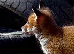 http://reho.st/gif/cde9f022870efbce1e22bd7f490fe50aabc325bd.gif