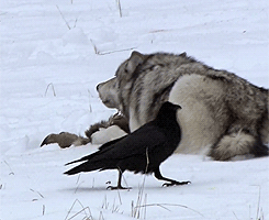 http://reho.st/gif/ceee9a84732787481c63623083835a67079c4ee9.gif