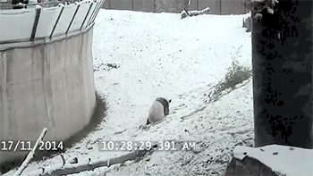 http://reho.st/gif/cf01ca61843baee6861a8ba37d44b99949ca3309.gif