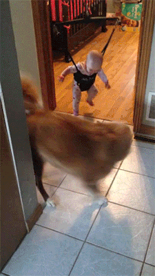 http://reho.st/gif/d289052d74355b327ad549a9d8e52debe1db45c9.gif