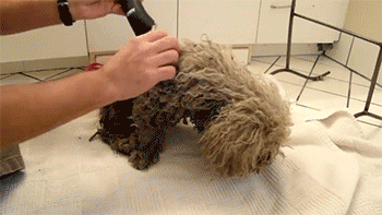 http://reho.st/gif/d437ee1dddef0e24ad29edb83470bfab7b931485.gif