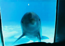http://reho.st/gif/d4e58e22c1e2707a1e3b5acdec80525d37de3ec7.gif