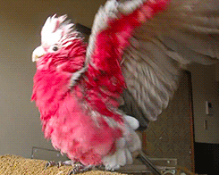 http://reho.st/gif/d4f18b6fa19b8219a4be80cbf5b5526077fb5dad.gif