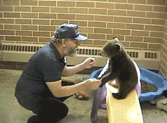 http://reho.st/gif/d7ac0eac4f3142dedd2426e79e122a9e570308d8.gif