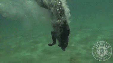 http://reho.st/gif/d8d98315846d99b3958944dbaf81e0965e65df09.gif
