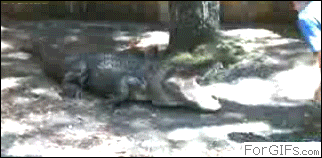 http://reho.st/gif/d8e3d5559362903411ef90c099b2b2daaa29863e.gif