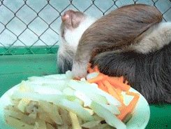 http://reho.st/gif/da87f96874d3072bd2f602aa5e446a1c39dfed49.gif