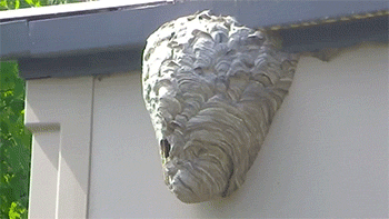 http://reho.st/gif/dc45b97a5af62c4bf70d7d668faedb0aebcc16e4.gif