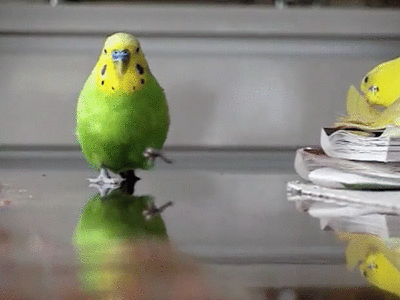 http://reho.st/gif/dd2e582a5289ff9f0293253265abfc28dce18d1e.gif