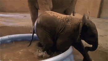 http://reho.st/gif/dd9355b6456eda70095c2e18ac369228c7a27893.gif