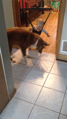 http://reho.st/gif/e04bdcf70e193c849f761109faaabe0e8854e48e.gif