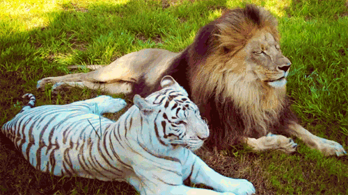 http://reho.st/gif/e19847d6e59eded292f6a671c6b9f2363bceb8bc.gif