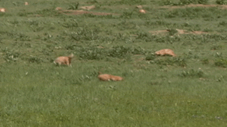 http://reho.st/gif/e378a709f848e6ab912882129d0aa0705b4ec1c0.gif