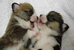 http://reho.st/gif/e4200857d913a863825a2236bb4570adf0db41ef.gif