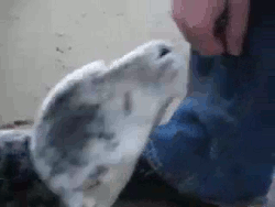 http://reho.st/gif/e581646ff13e8b4ddc8c31211769ebcdb778c08a.gif