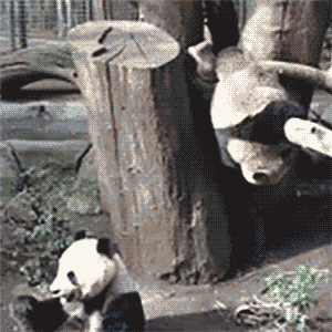 http://reho.st/gif/e5a2ca22d292f0b0ca4719f4b452695827287ac7.gif