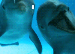 http://reho.st/gif/e67ecf5b7c4d4cea771f09f00c4b5ecd9f0cac09.gif
