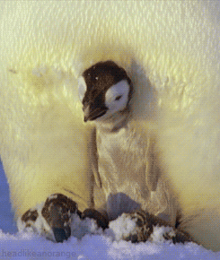 http://reho.st/gif/e727cbd160384d9317fd8ea62600f0812b605629.gif