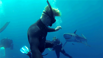 http://reho.st/gif/ec51a82526f15f39cecde607bbe61fc7e45ba8f5.gif