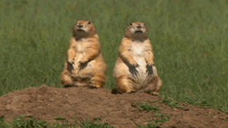 http://reho.st/gif/ecca14b262723c2a9dafb129cd28b6fe1078dd79.gif