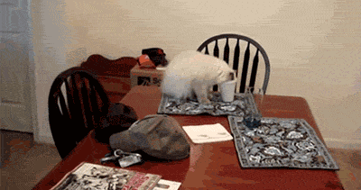 http://reho.st/gif/edbc8bf3fc231a2bbc1dfa035b5458c0ffbd2991.gif