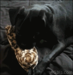 http://reho.st/gif/f03f703ecd9675bc8d161f2fd625b08594ca05ef.gif