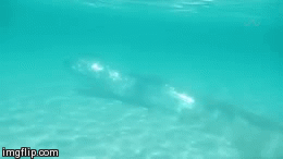 http://reho.st/gif/f13ccd77f7041f093fcd48517d7322e68c782a7b.gif