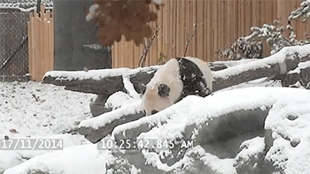 http://reho.st/gif/f1c378ce1c87a61ae83e33a44da7c5df6616cf5c.gif