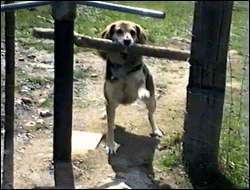 http://reho.st/gif/f27819ba180618a5e94913a35fd24efb41adf1aa.gif
