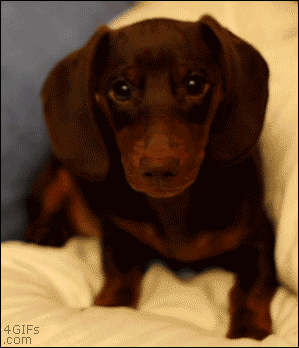 http://reho.st/gif/f36ba144ed16048c14605e00d5423787370deb37.gif
