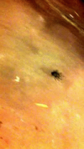 http://reho.st/gif/f50faa5c0a57174b8d9b64a93e5166bbb9894ea9.gif