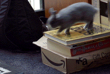 http://reho.st/gif/f5f8e36af51c557fcf26f3c24cc6ba9a3ef5dd69.gif