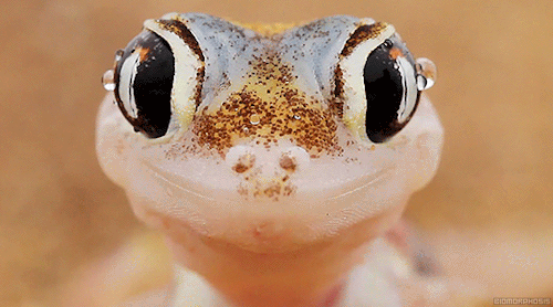 http://reho.st/gif/f6ff50850684efaf41e423bd82cc7eead19be23c.gif