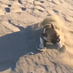 http://reho.st/gif/f93f9c3a059602db9d29e833c33dac8060bb4aae.gif