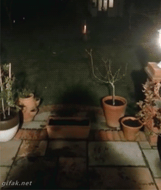 http://reho.st/gif/fab072214542d26ab95bfc20f2a023f99561f8fb.gif