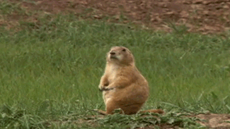 http://reho.st/gif/fce2a7e7d4b46216f8b4cfec2749e2440827bed9.gif
