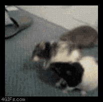 http://reho.st/gif/fcf67d5e4260fad90b99fd8e9002f1e1120b4524.gif