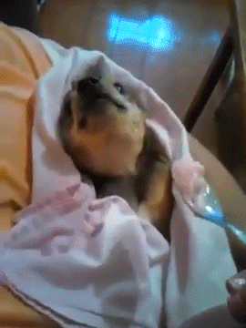 http://reho.st/gif/ff4480f5057858760d385d5637b958cef4672b21.gif