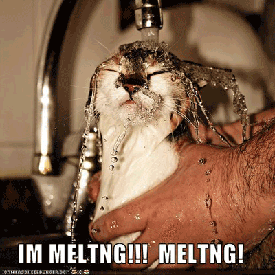 http://reho.st/guru-lol-cat-screensaver.smartcode.com/images/sshots/guru_lol_cat_screensaver_26085.gif