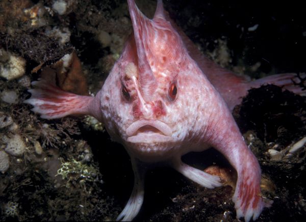 http://reho.st/https://forum.encyclopediadramatica.rs/attachments/new-handfish-species-pink_20881_600x450-jpg.57881/