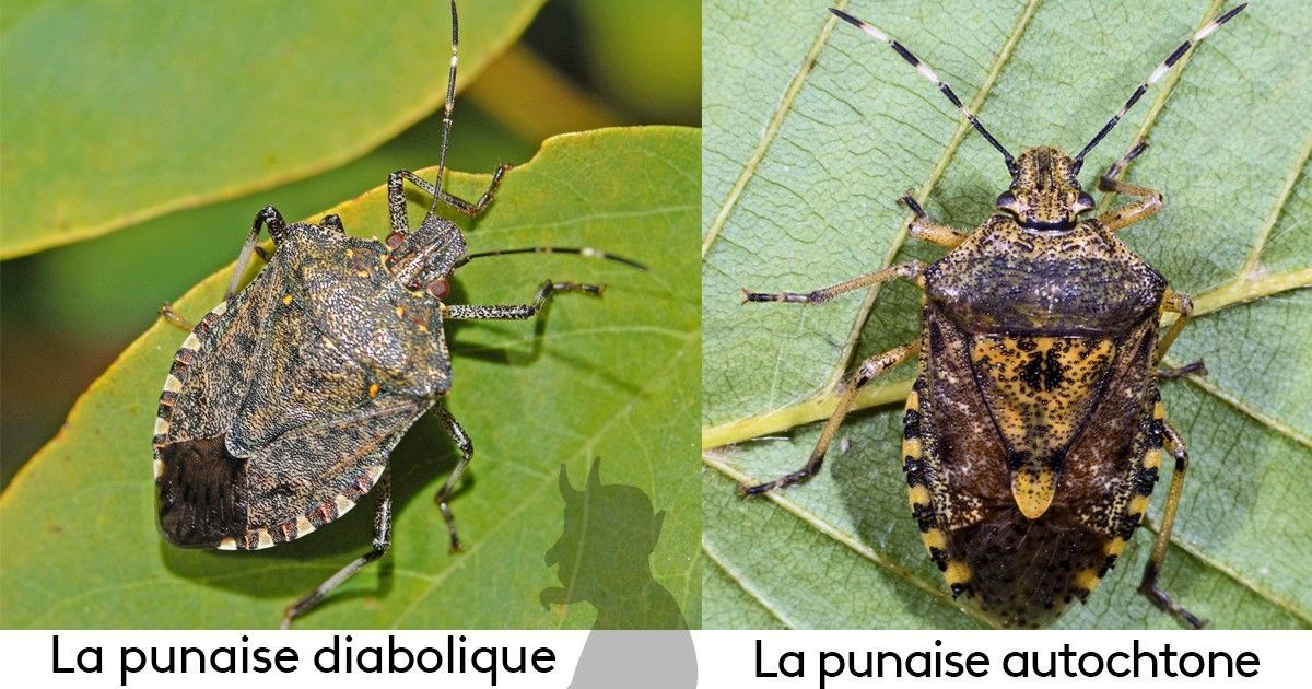 http://reho.st/https://france3-regions.francetvinfo.fr/grand-est/sites/regions_france3/files/styles/top_big/public/assets/images/2018/10/12/punaiseok-3892280.jpg?itok=tce-64q0