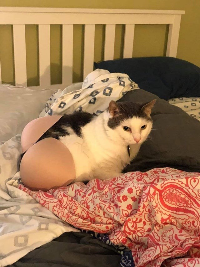 http://reho.st/https://i.chzbgr.com/full/9412084992/hE10FDCE4/cat