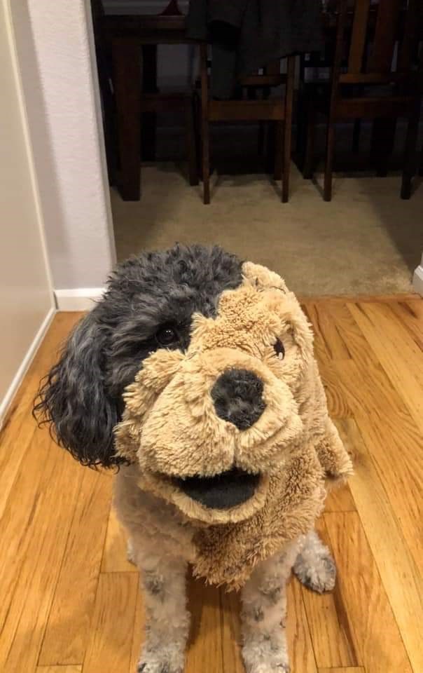 http://reho.st/https://i.chzbgr.com/full/9412086016/h806B4AEB/dog