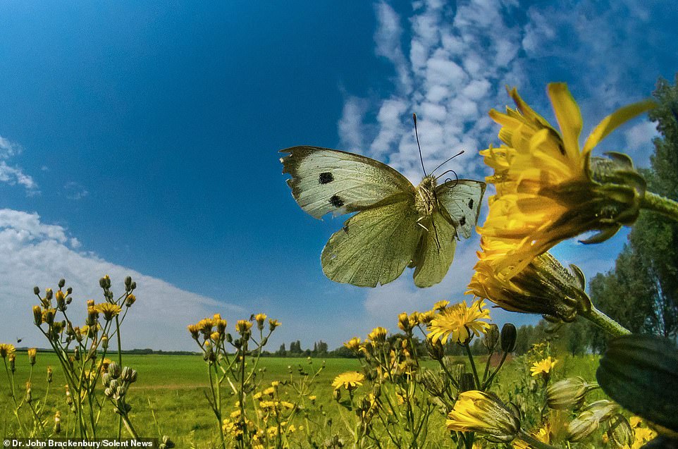 http://reho.st/https://i.dailymail.co.uk/1s/2019/07/13/01/15986480-0-Remarkable_close_up_photos_show_a_series_of_beautiful_butterflie-m-32_1562977338741.jpg