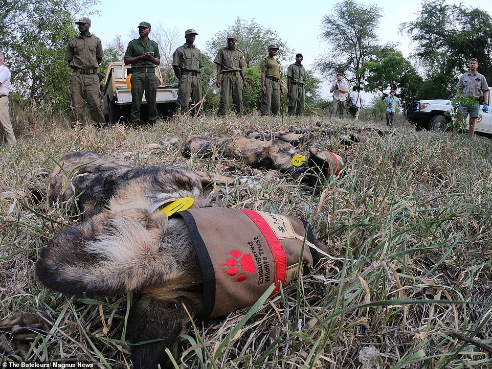 http://reho.st/https://i.dailymail.co.uk/1s/2019/11/06/11/20666468-7655591-Pic_shows_the_rare_African_wild_dogs_being_sedated_and_prepped_f-a-57_1573040752869.jpg