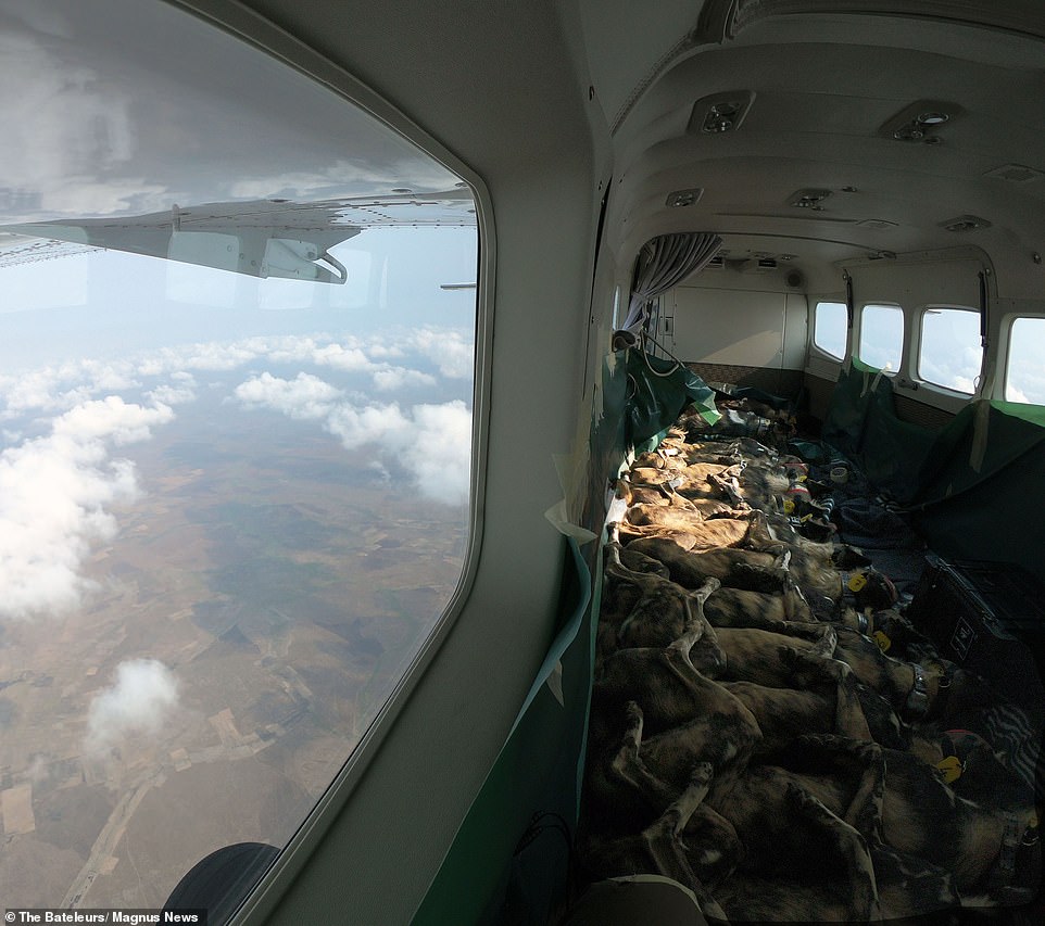 http://reho.st/https://i.dailymail.co.uk/1s/2019/11/06/11/20666470-7655591-The_plane_flew_the_dogs_over_1_000_miles_from_South_Africa_in_th-a-58_1573040752872.jpg