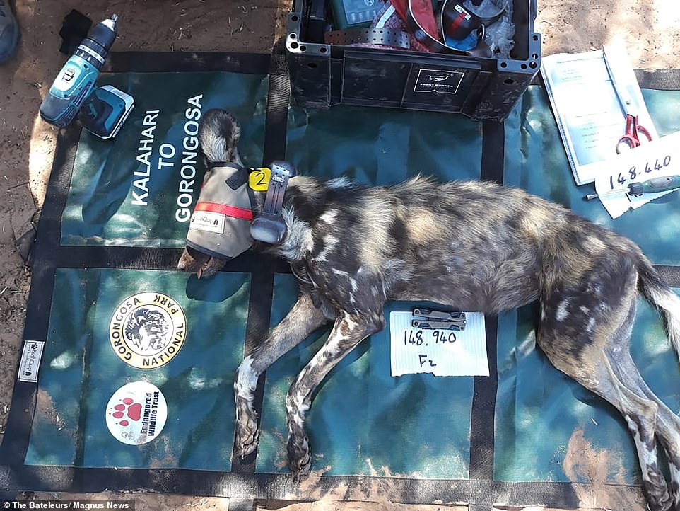 http://reho.st/https://i.dailymail.co.uk/1s/2019/11/06/11/20666582-7655591-Pictured_One_of_the_African_wild_dogs_after_being_sedated_before-a-61_1573040752934.jpg