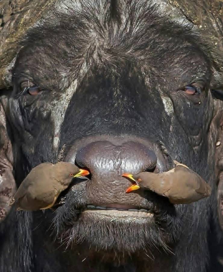 http://reho.st/https://img.izismile.com/img/img12/20191105/640/morning_picdump_3080_640_high_55.jpg